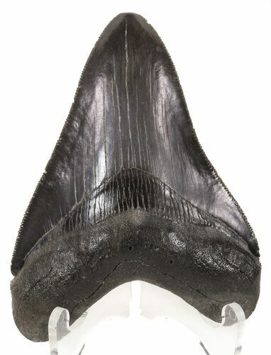 Serrated, Fossil Megalodon Tooth - Georgia #52801
